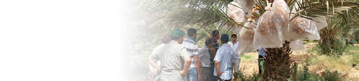 Group standing below date palm(c)FiBL